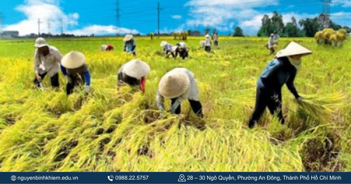 Sự phát triển nông nghiệp lúa nước