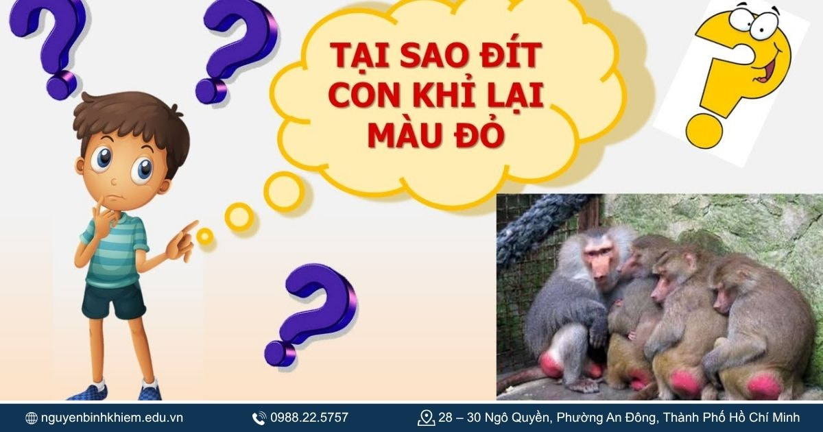 Tại sao đít con khỉ lại màu đỏ