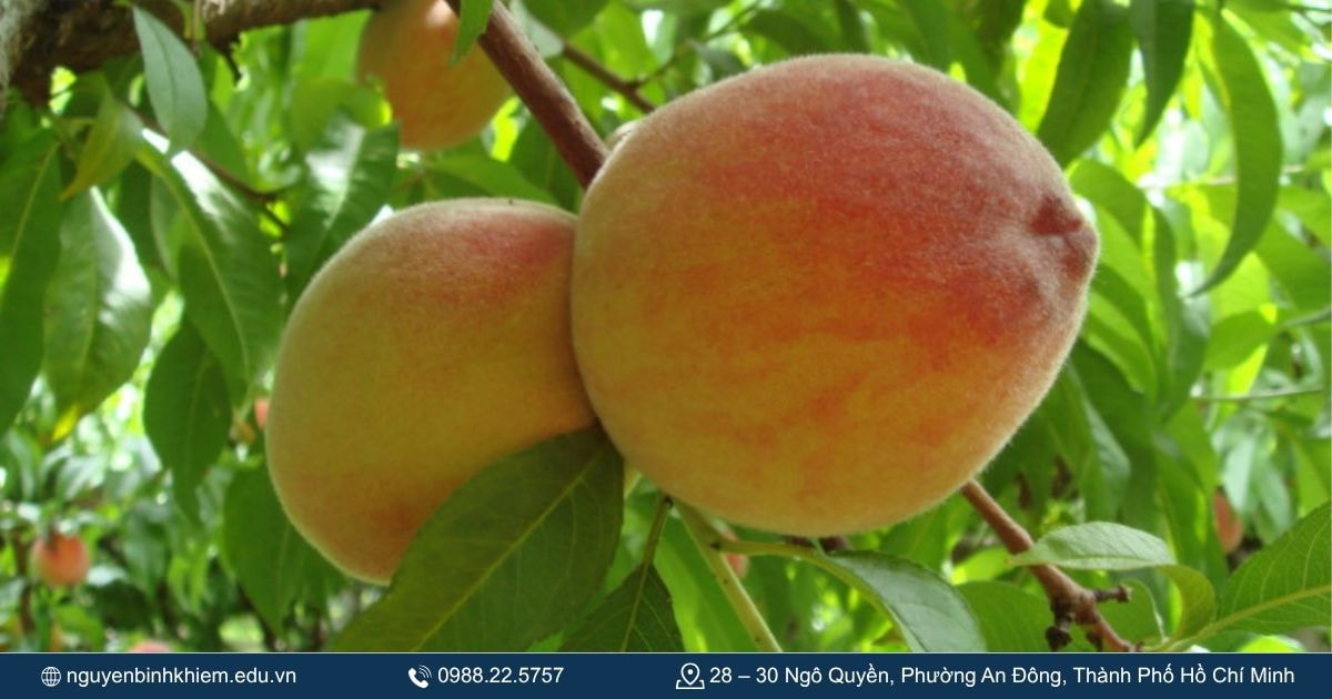Trái đào nhiệm màu trong những câu chuyện cổ