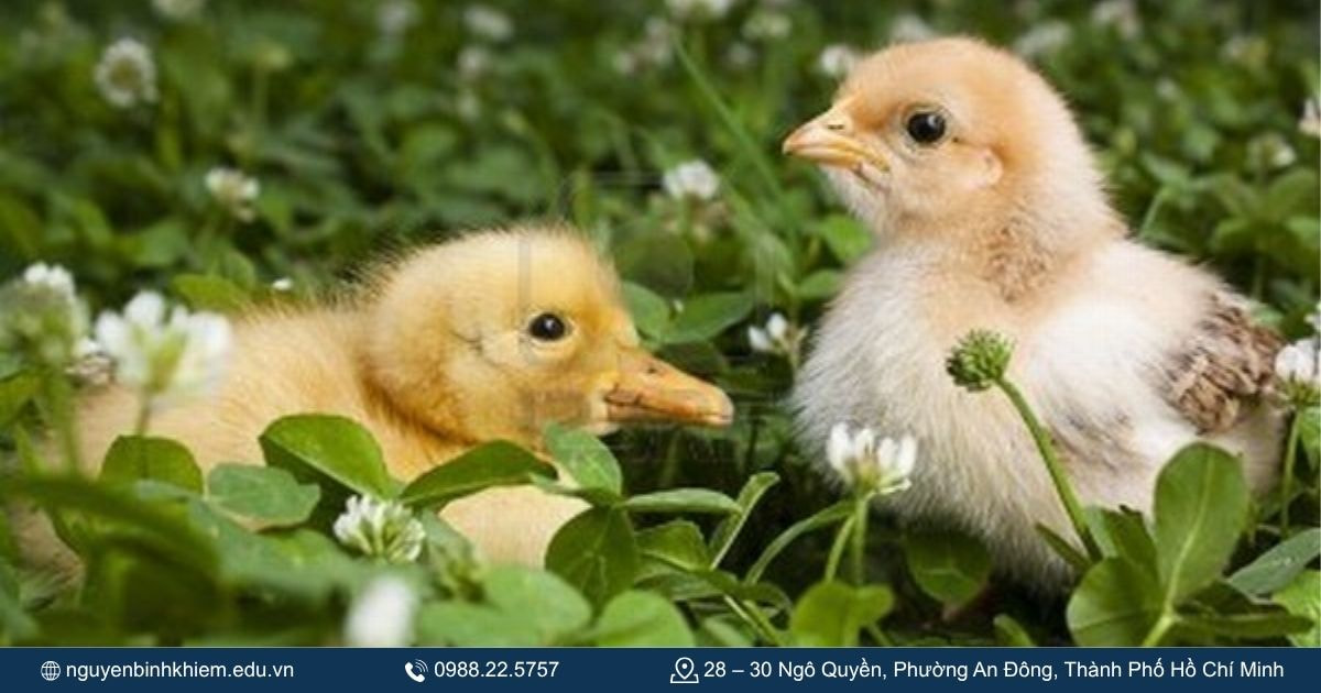 Vịt con và Gà con